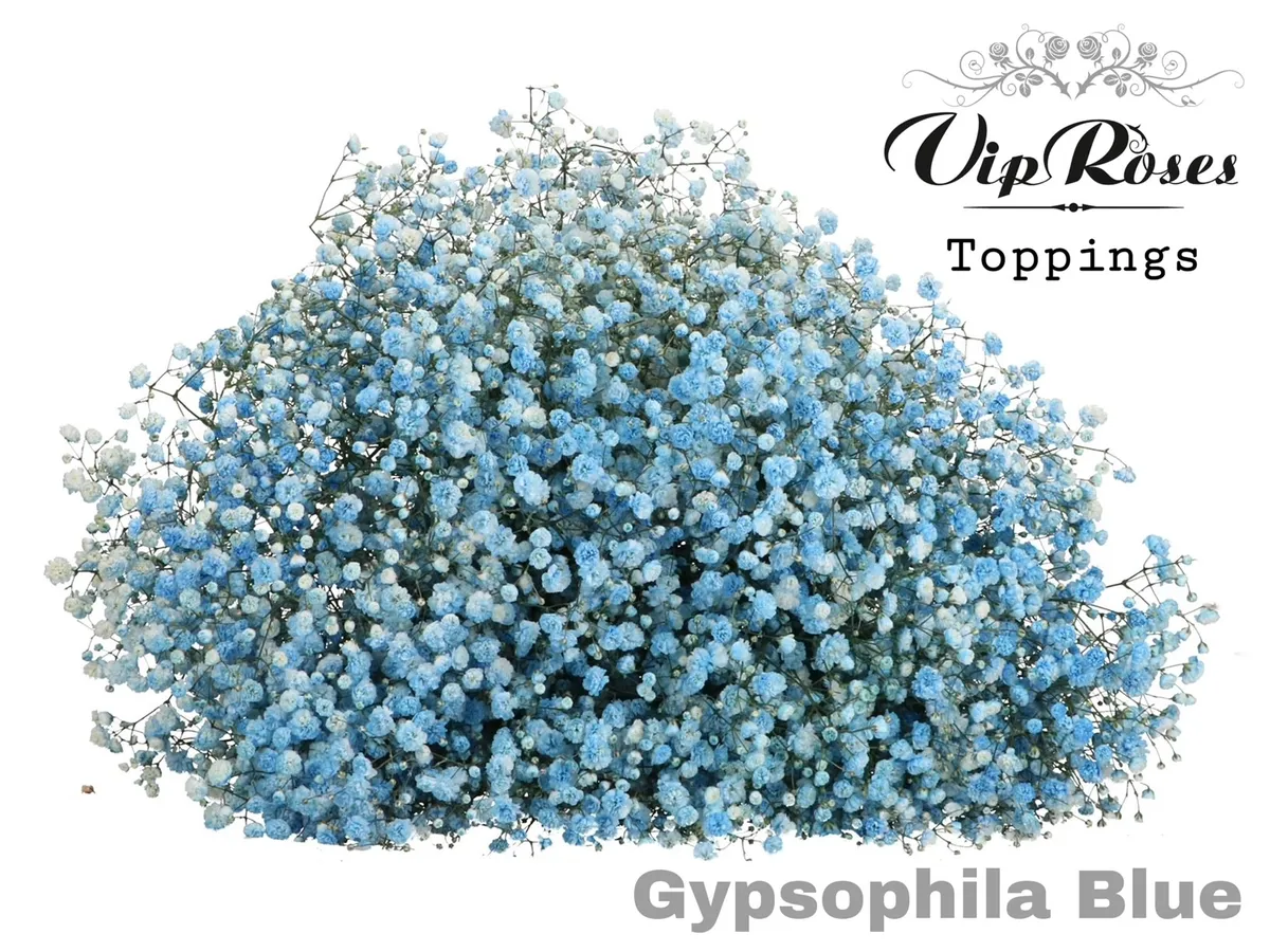 Gyps Pa Blue • 80 cm