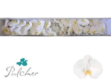 Phalaenopsis Kobe X25