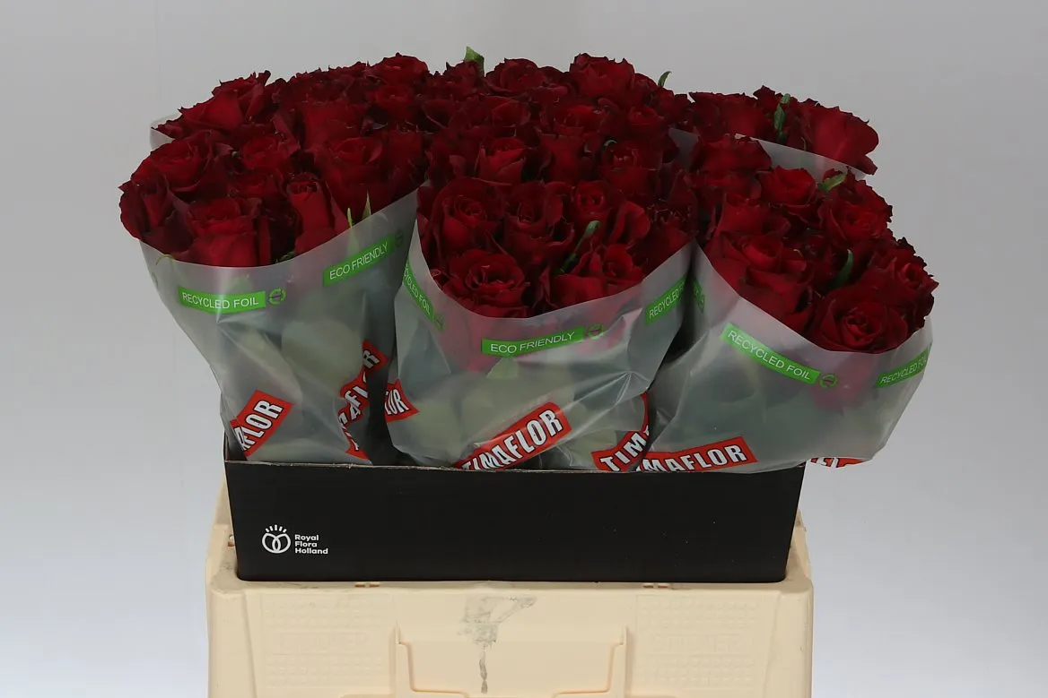 Ruža Ever Red • 60 cm