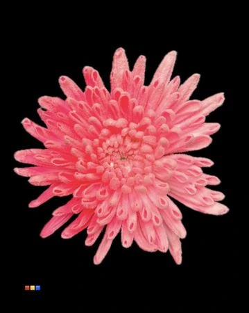 Chryzantéma veľkokvetá Ana Snow Pink Neon • 70 cm
