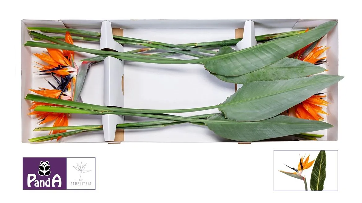 Strelitzia • 75 cm