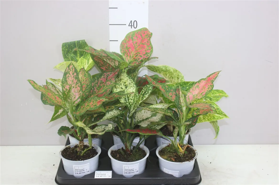 Aglaonema Budget Mix • črepník 12 cm