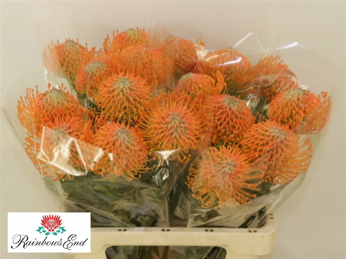 Leucospermum Ayoba Orange • 60 cm