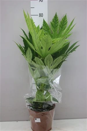 Fatsia Ja Variegata Spider • črepník 21 cm