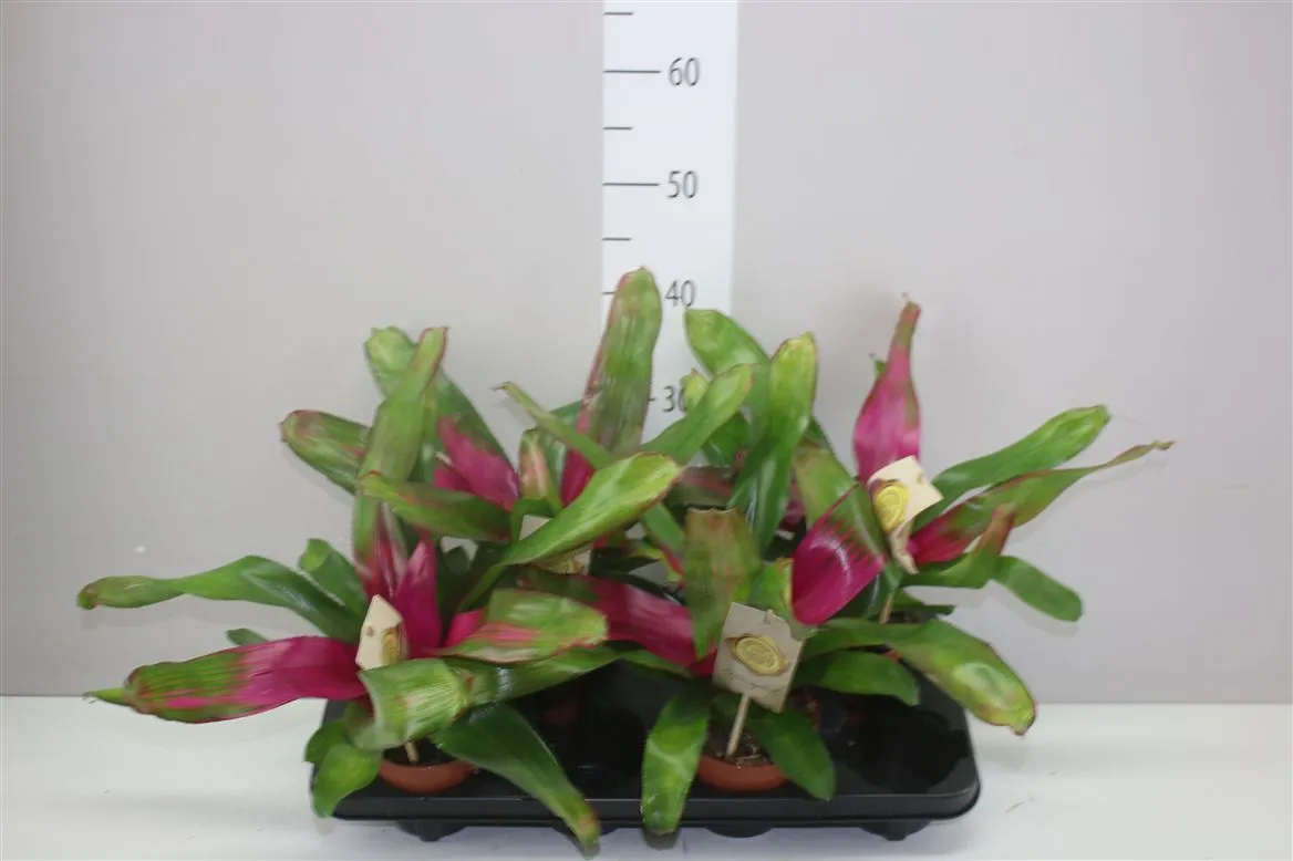 Neoregelia Overig • črepník 12 cm