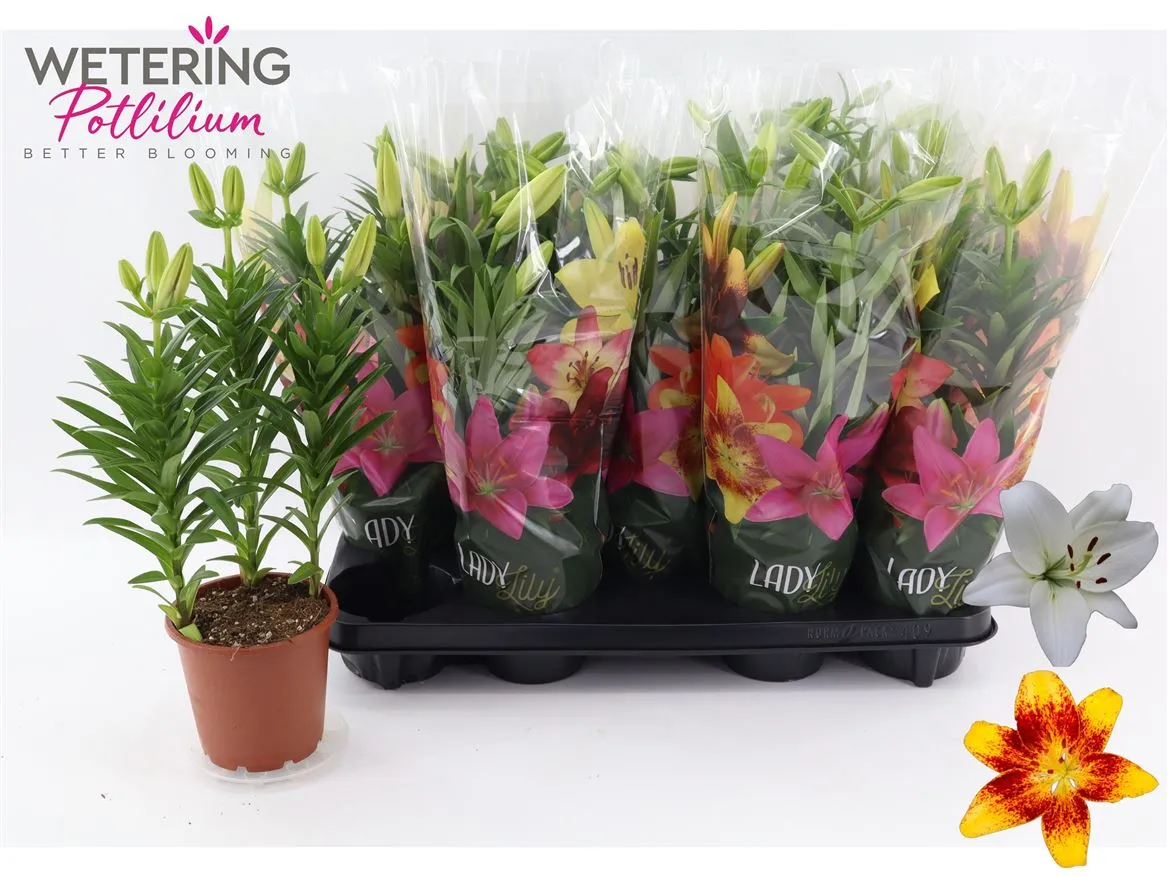 Ľalia ázijská mix 3pp • črepník 13 cm