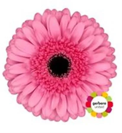 Gerb Peppa • 45 cm