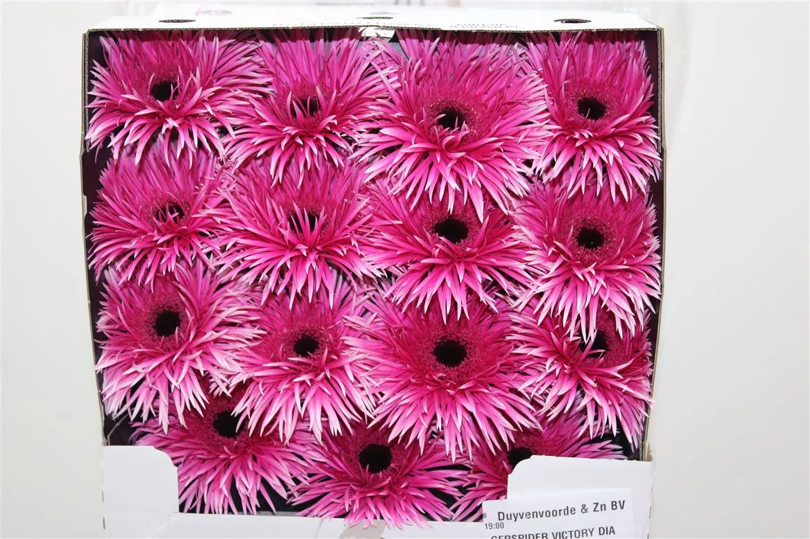 Gerbera Diamond Spider Victory • 55 cm