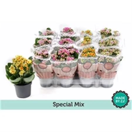Kalanchoe Calandiva Special Mix • črepník 9 cm
