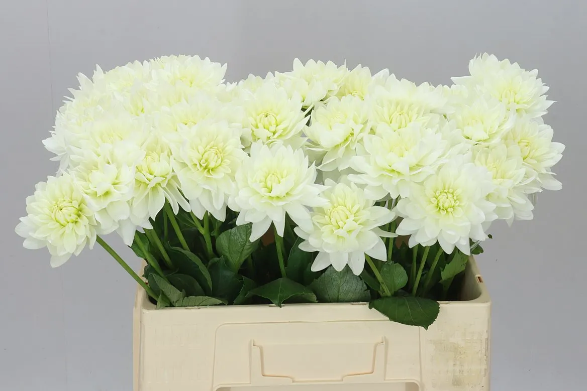 Dahlia Maarten Zwaan • 60 cm
