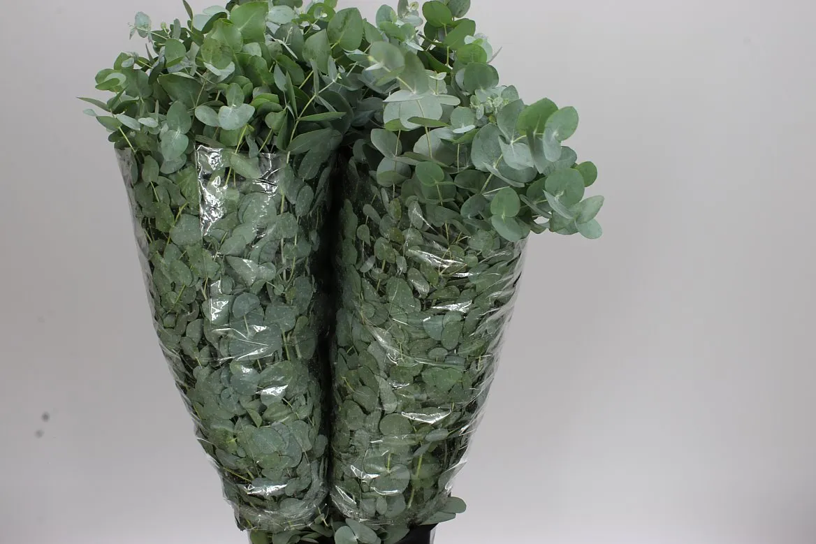 Eukalyptus Cinerea 300 Gr Italia • 70 cm