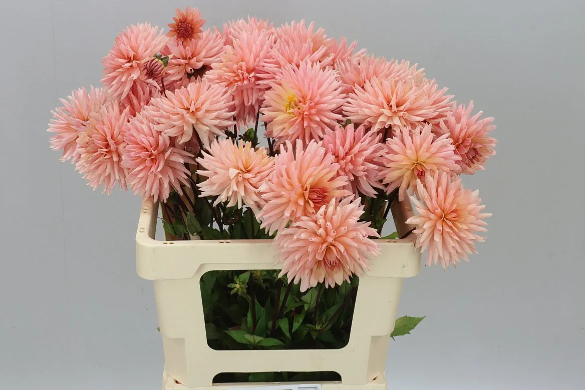 Dahlia Preference • 60 cm