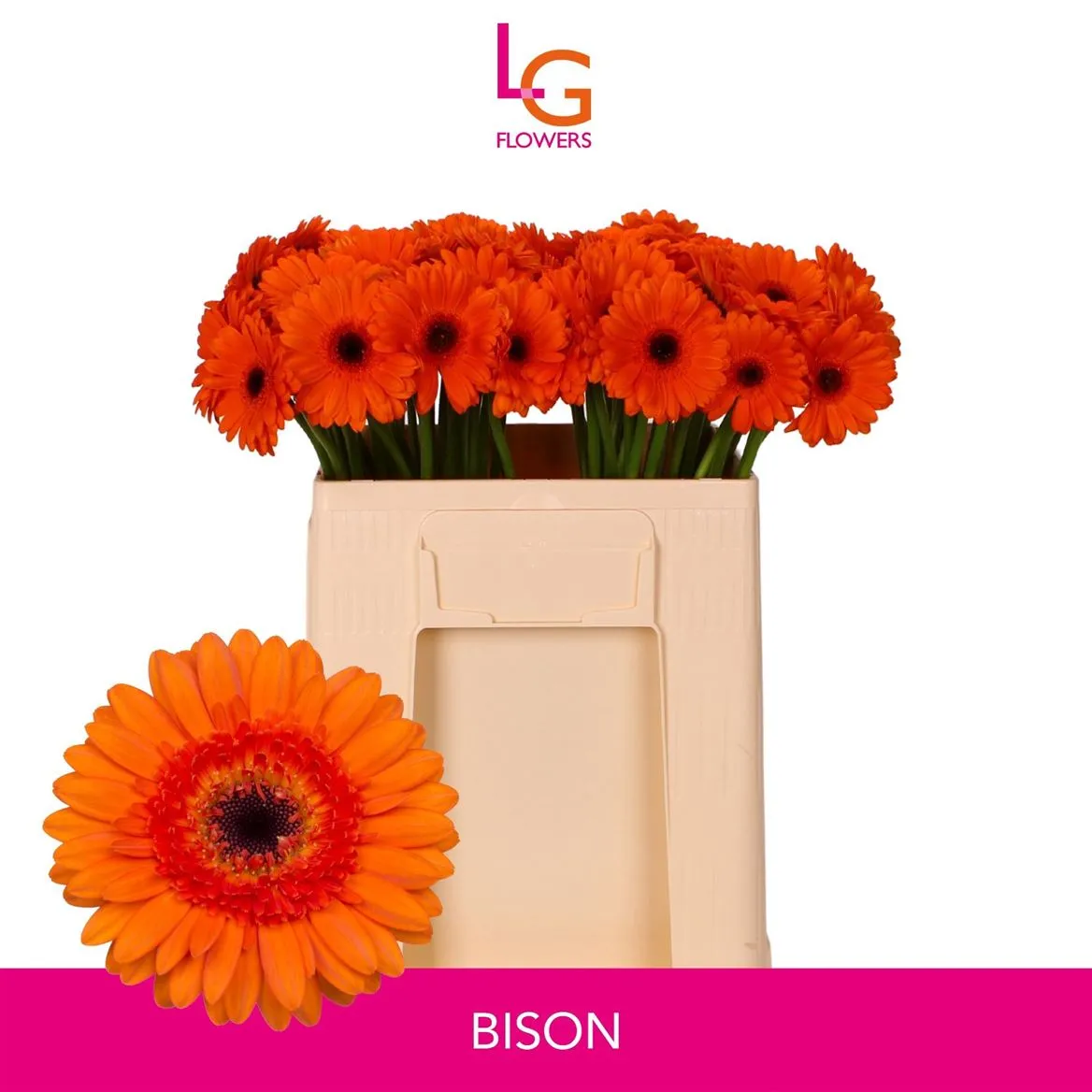 Germini Aqua Bison • 50 cm