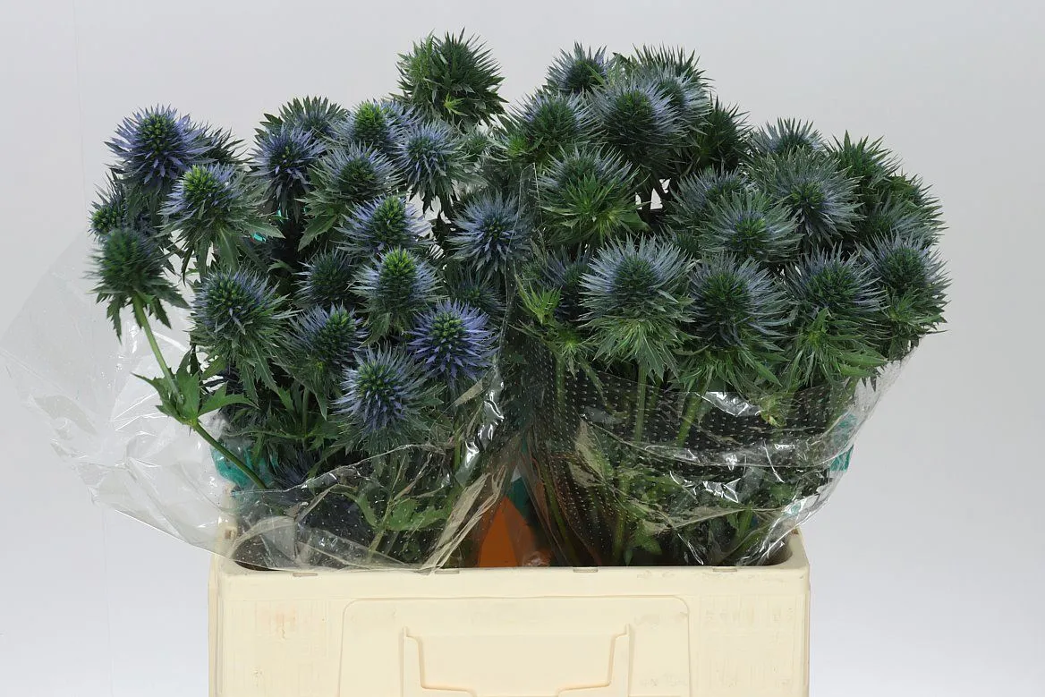 Eryngium Scorpius Questar • 60 cm