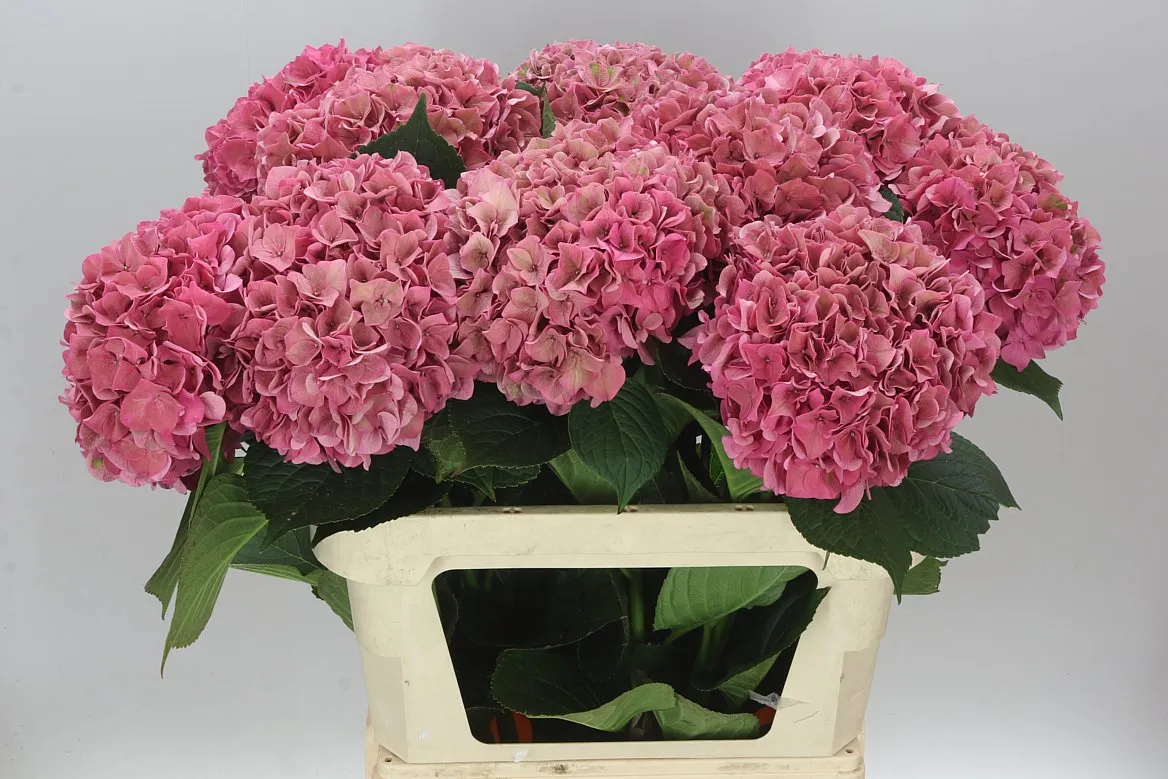 Hyd Rodeo Cerise Classic • 80 cm