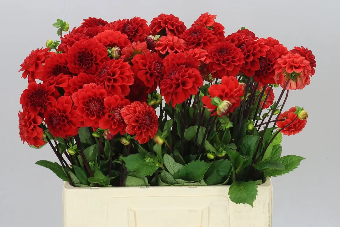 Dahlia Red Cap • 55 cm