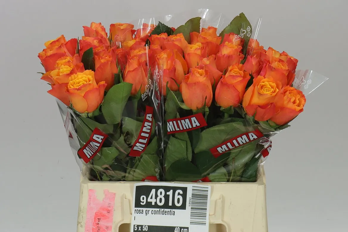 Rosa Gr Confidential • 40 cm