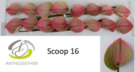 Antúrium Scoop