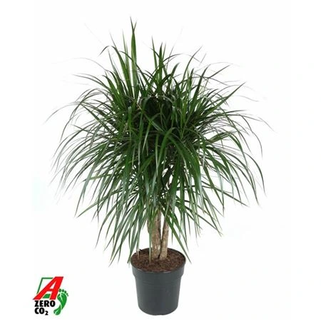 Dracéna Marginata rozvetvená • črepník 27 cm