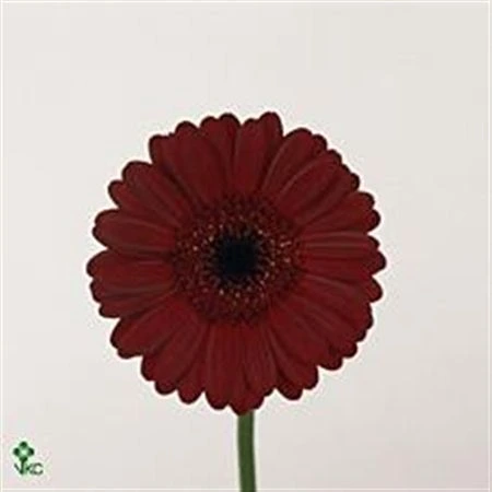 Germini Aqua ostatné Burgundy X80 • 50 cm