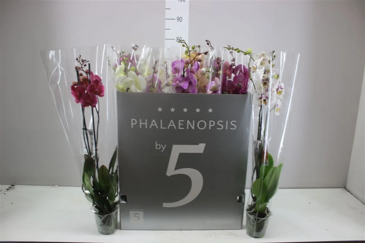 Orchidea Phalaenopsis mix 18+, 2 výhony • črepník 12 cm