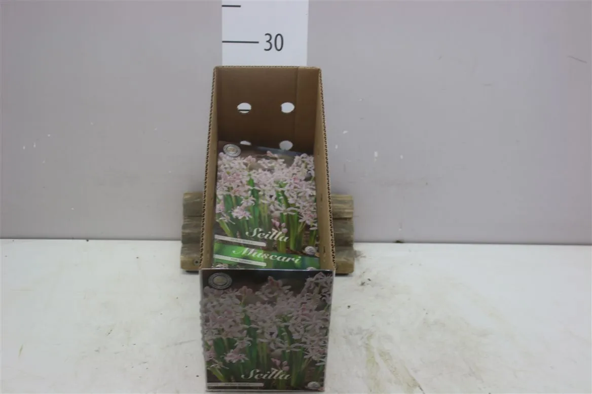 Bol Scilla Bifolia Rosea X10