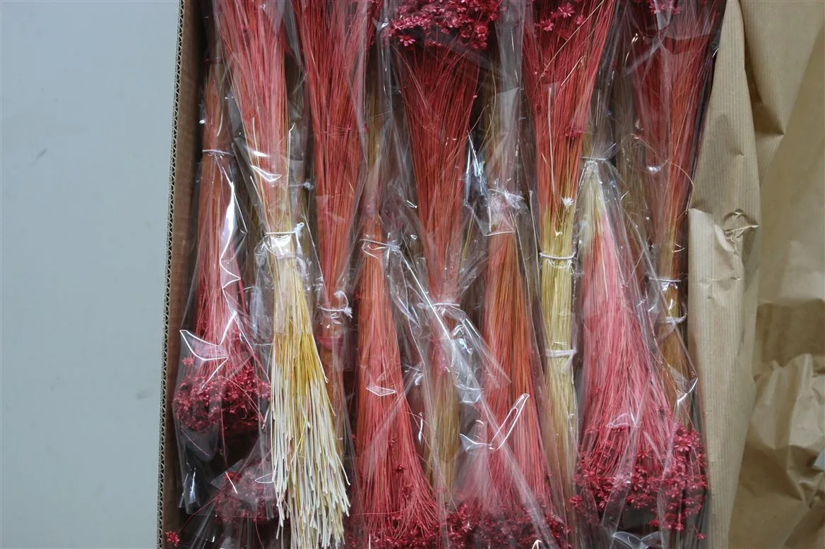 Dried Glixia Cerise • 30 cm