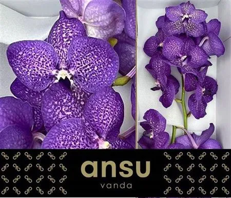 Vanda Violet Blue Magic • 20 cm