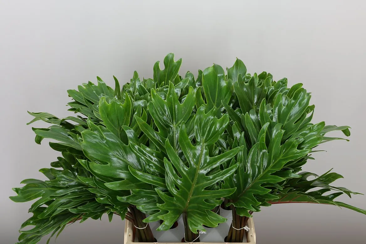 Philodendron Xanadu • 45 cm