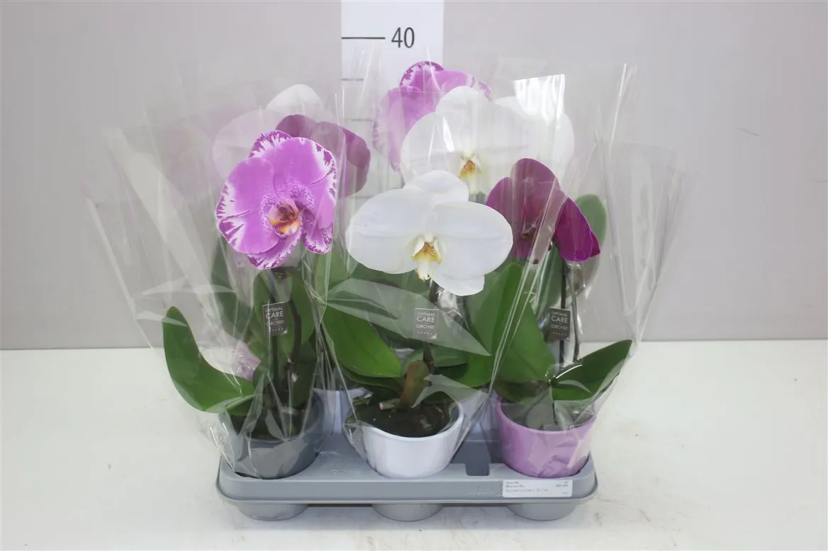 Orchidea Phalaenopsis Singolo mix v keramike, 1 výhon • črepník 9 cm