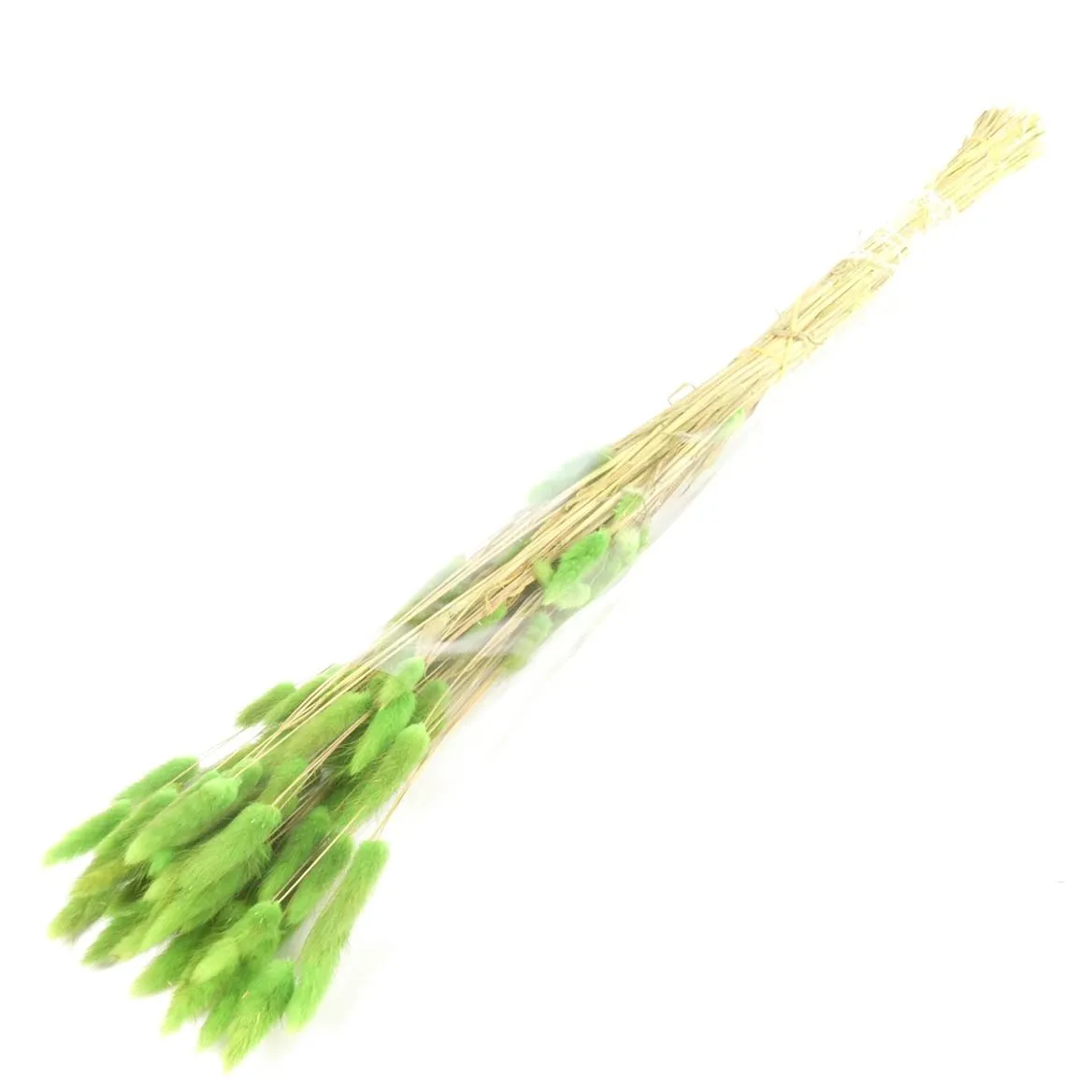 Dried Lagurus Green • 70 cm