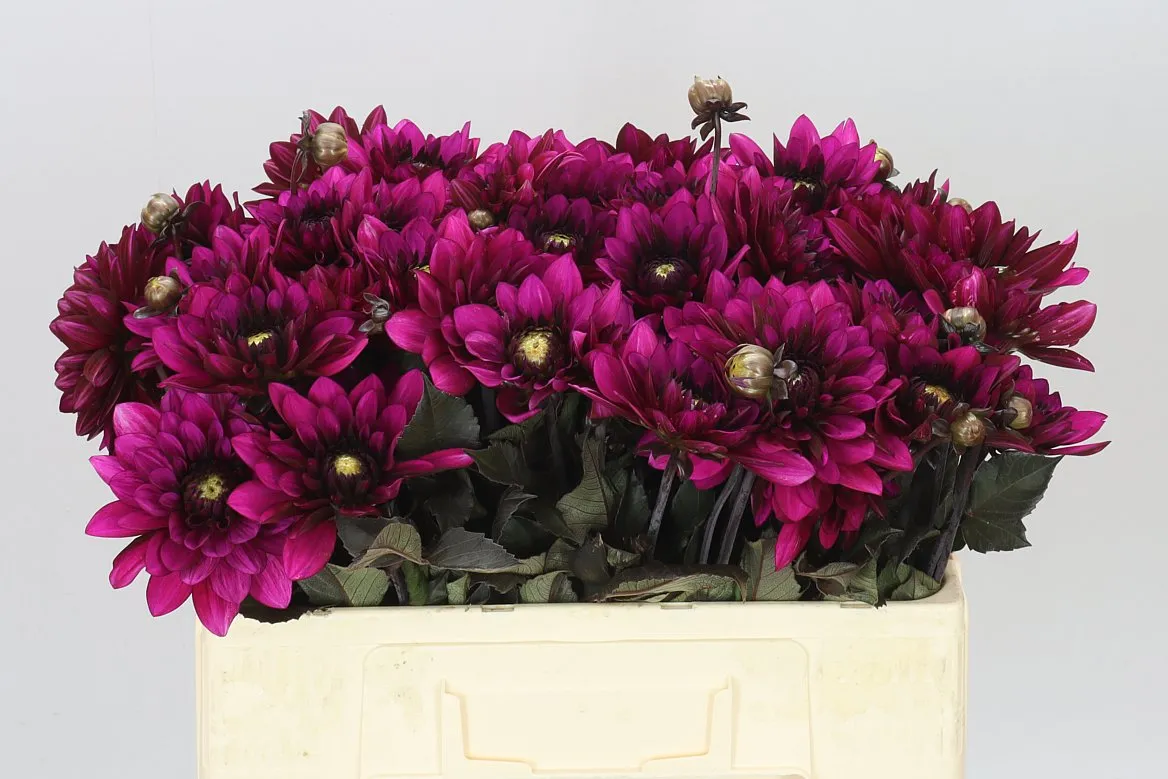 Dahlia Purple Flame • 50 cm