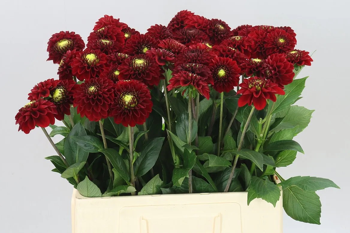 Dahlia Red Fox Ex • 60 cm