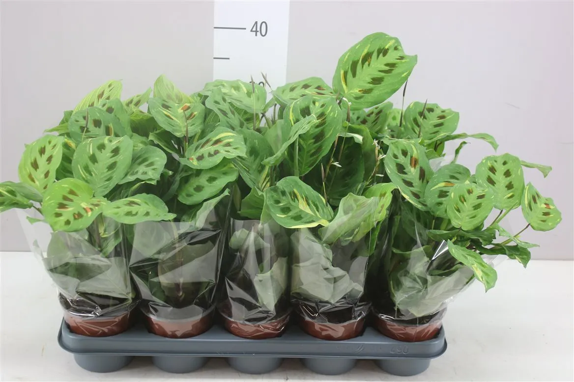Maranta Fiesta • črepník 12 cm