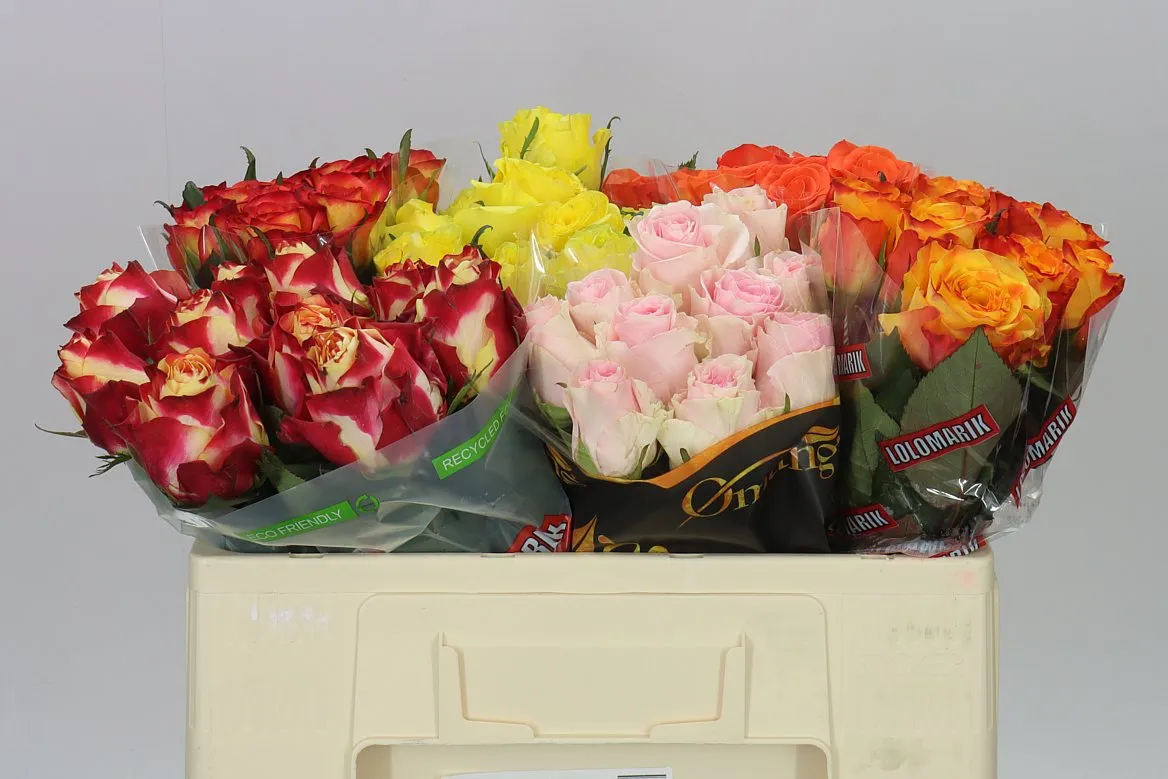 Rosa Gr Gemengd Fantasy • 50 cm