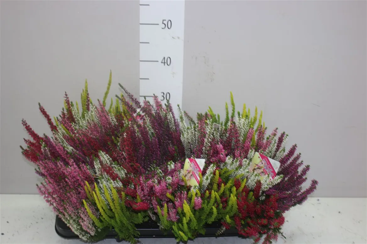 Calluna Beauty Ladies Roze • črepník 13 cm