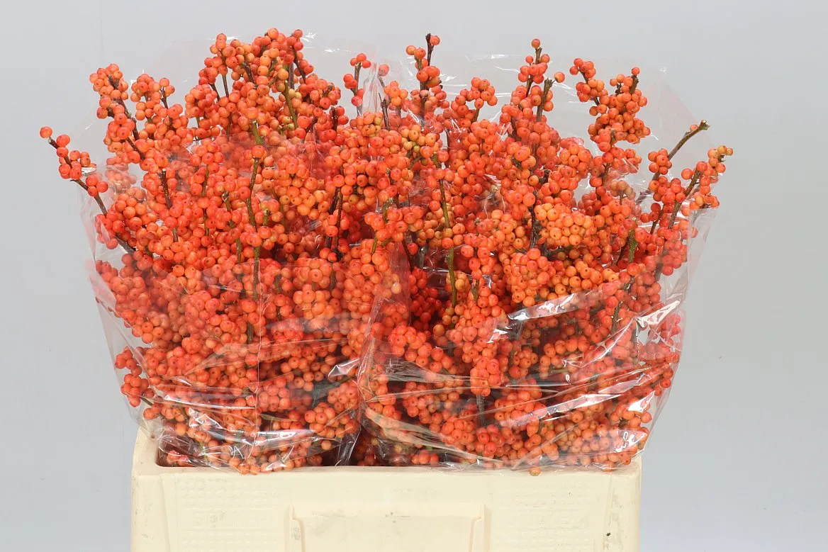 Ilex Winter Gold • 60 cm