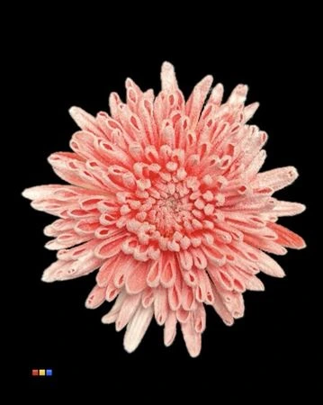 Chryzantéma veľkokvetá Ana Snow Red • 70 cm