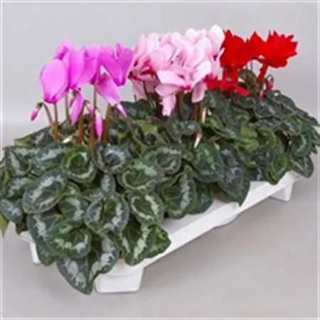 Cyclamen Gr Mix • črepník 17 cm