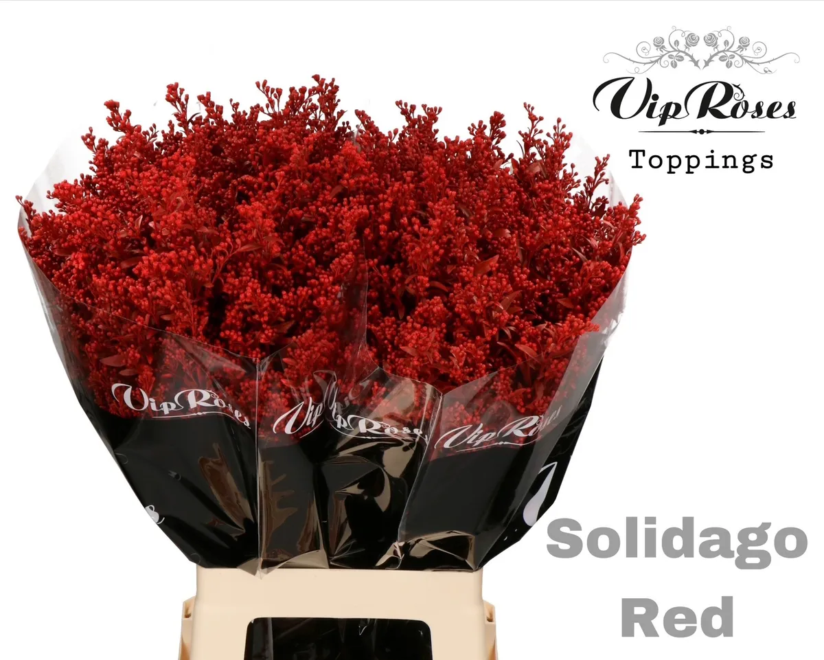 Solidago Red • 70 cm