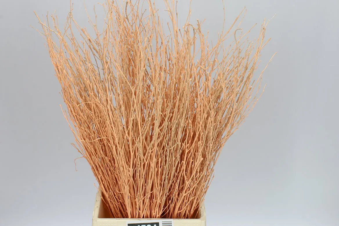 Breza Apricot • 70 cm
