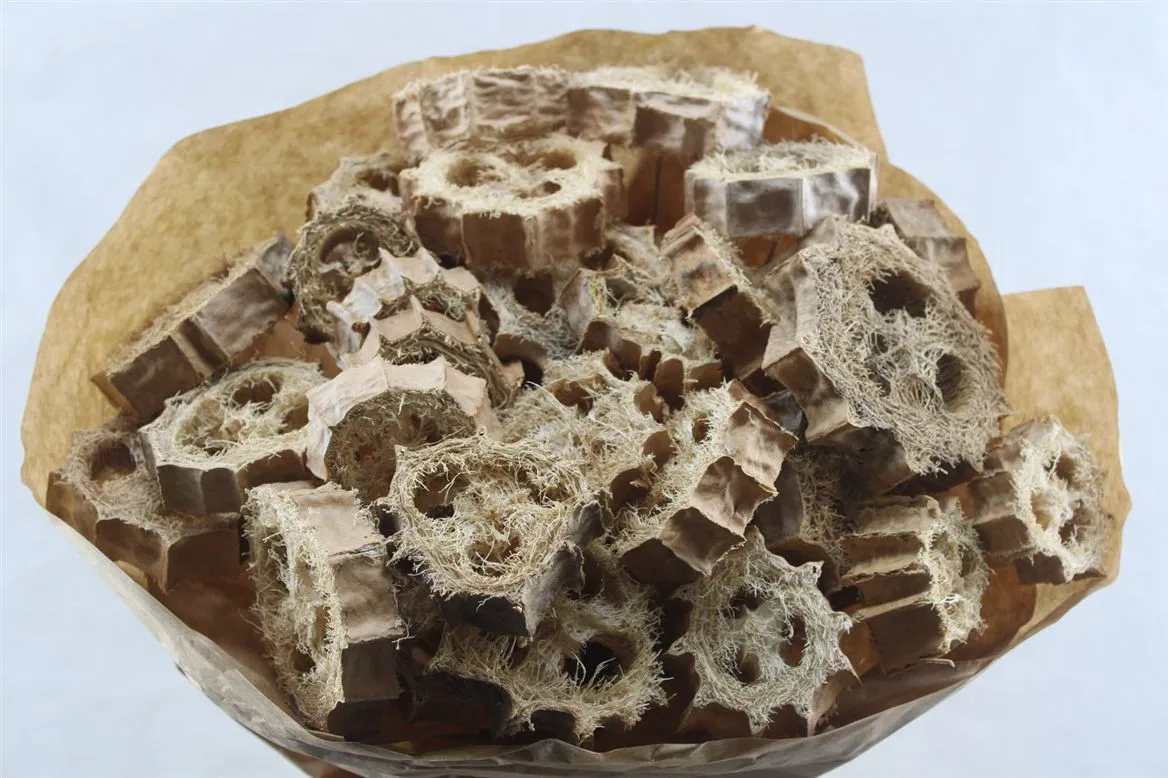 Zwam Naturel X35, sušené
