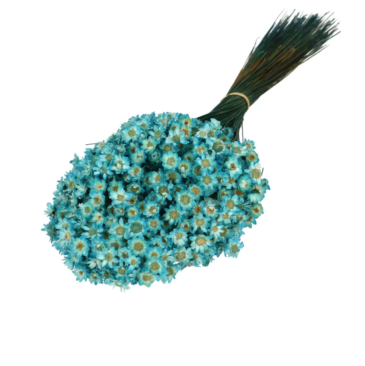 Sušená glixia modrá 40 cm, 50 g