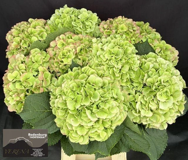 Hortenzia Ch Whi Ver Cl • 65 cm