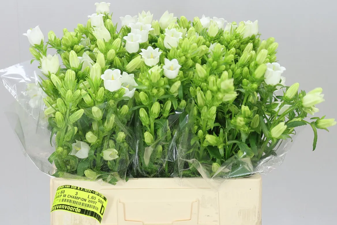 Campanula M Champ White • 60 cm