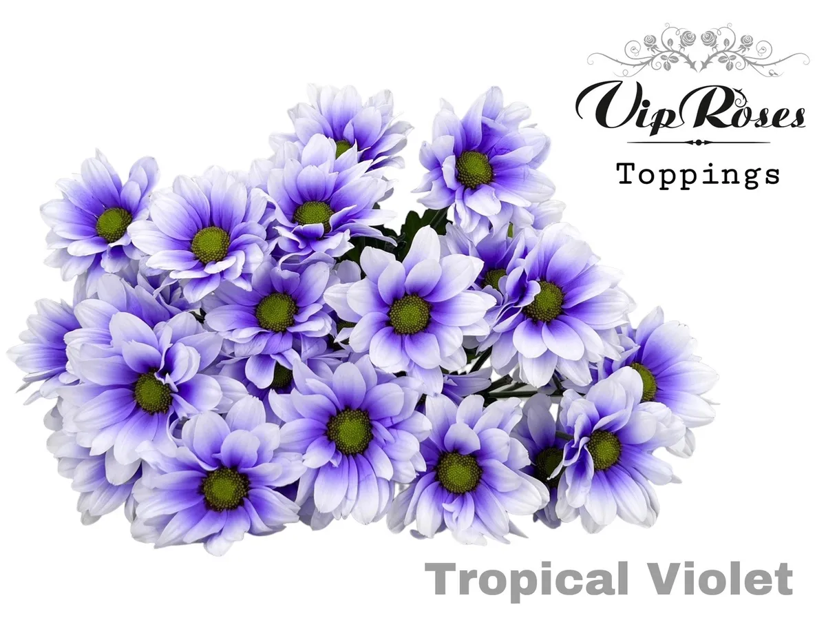Chryzantéma trsová Tropical Violet • 65 cm