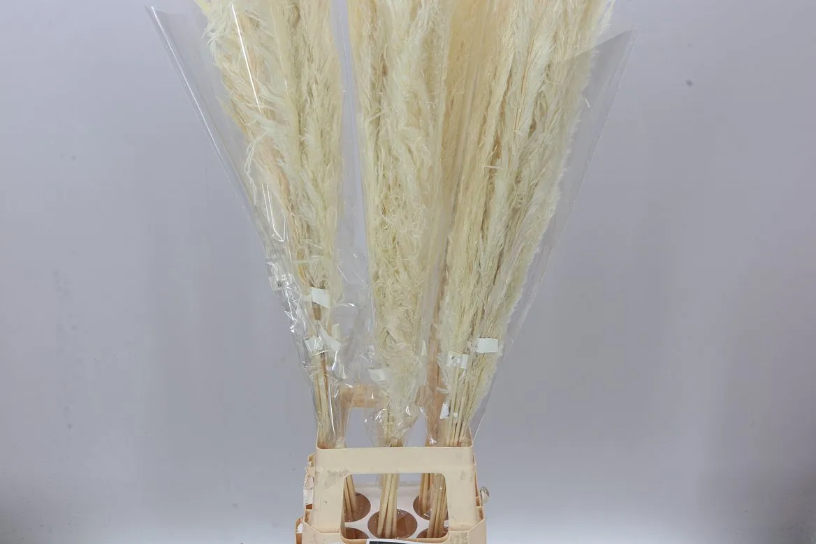 Cortaderia Dadang Bleached • 120 cm
