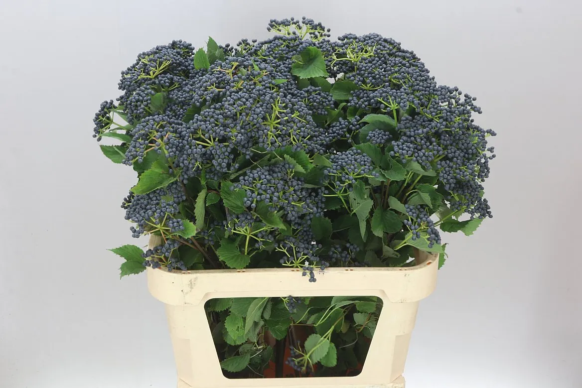 Viburnum Dark Blue Hermania • 80 cm