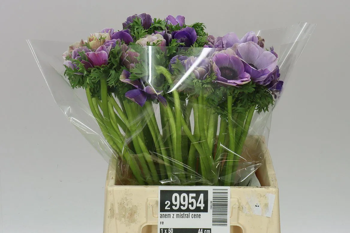 Anemonen Mistral Cenere • 40 cm
