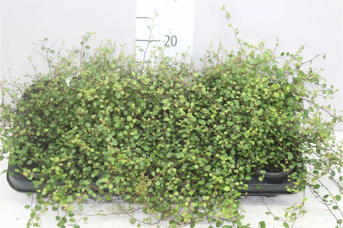 Muehlenbeckia Maori • črepník 10,5 cm